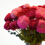 Chrysanthemum Anastasia Pembe & Mor Buketi - Görsel 2