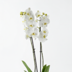 Phalaenopsis Aphrodite – Orkide Buketi - Görsel 2