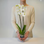 Phalaenopsis Aphrodite – Orkide Buketi - Görsel 3